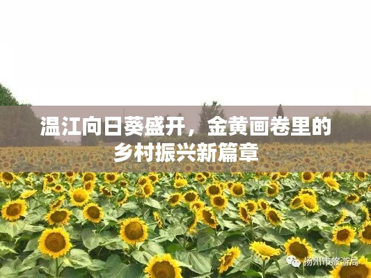 温江向日葵盛开,金黄画卷里的乡村振兴新篇章