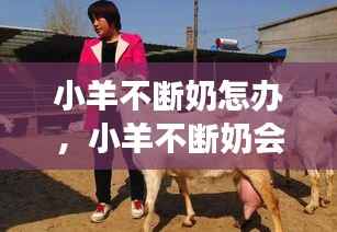 小羊不断奶怎办,小羊不断奶会印象母羊发青吗?