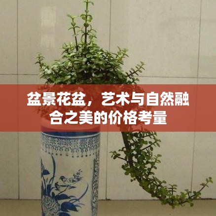 盆景花盆，艺术与自然融合之美的价格考量