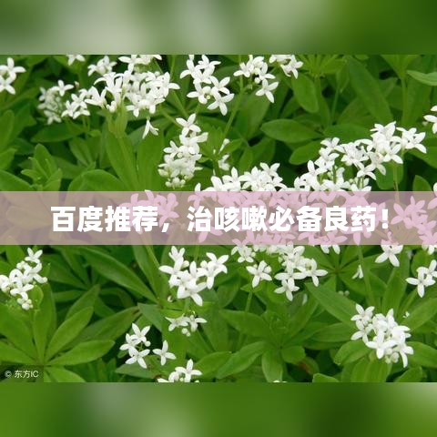 百度推荐,治咳嗽必备良药!