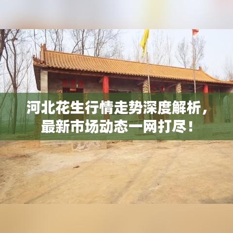 河北花生行情走势深度解析,最新市场动态一网打尽!