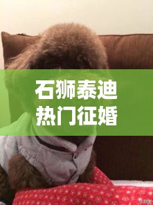 石狮泰迪热门征婚信息集结，最新消息一网打尽！