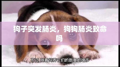 狗子突发肠炎,狗狗肠炎致命吗