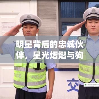 明星背后的忠诚伙伴，星光熠熠与狗狗的温馨故事